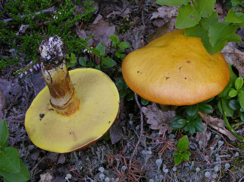 Ritrovamenti del 17 agosto.